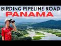Birding Panama S Famous Pipeline Road