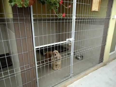 pensiune canina delarci.timisoara.www.delarci.ro