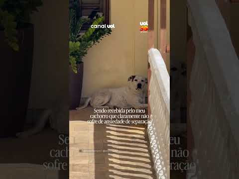 Cãozinho Bill viraliza com recepção ‘zero animada’ ao receber tutora em casa