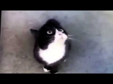 cat almost speaks