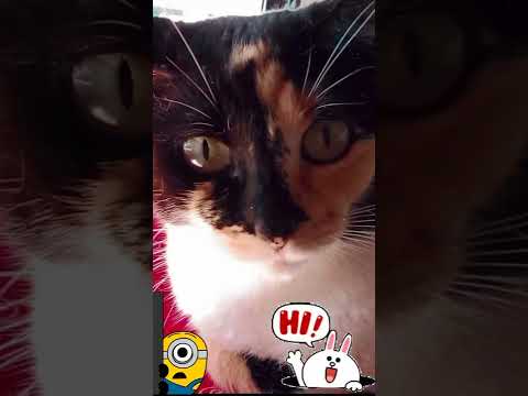 #raja #oi #oi #cat #catlove #cats #gatos #gatinhos #gatinhosfofos #gatos #gatosfofos #gatas #gata