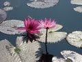 lotus lake : Govi - In Wonder