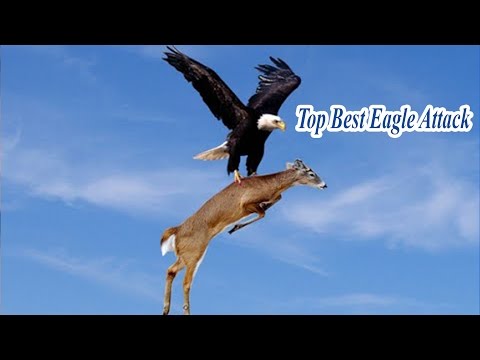 Top Best Eagle Attack - Eagle attack Wolf, Eagle attack, baby and Animal other