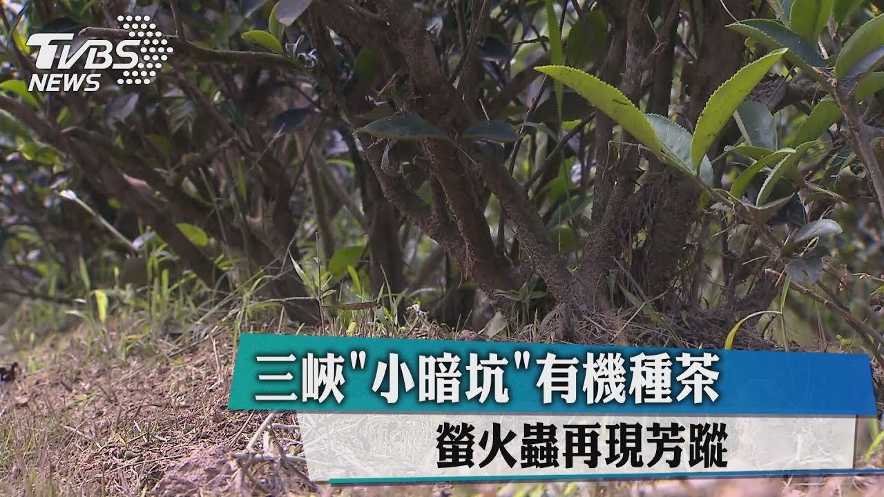 三峽「小暗坑」有機種茶 螢火蟲再現芳蹤