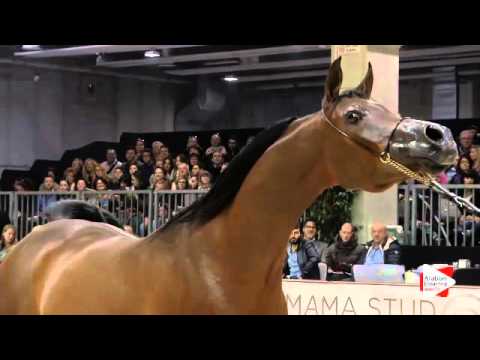 N.194 CS AMAY - Verona 2015 - Mares 7-9 years old (Class 8)