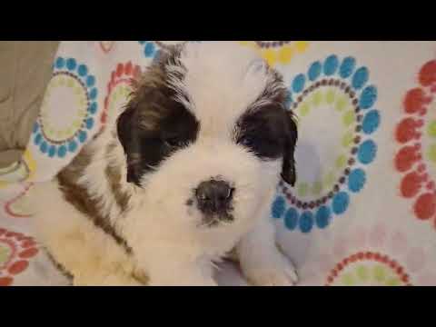 Saint Bernard puppy for sale