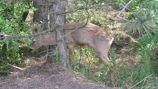 Ловля петлями косуль и кабанов
