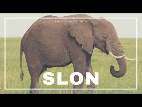 Pozitivna minuta [#52] - SLON