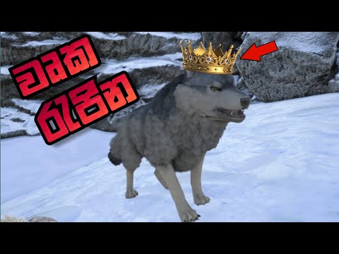 Taming a direwolf leader in ark | sinhala gameplay 