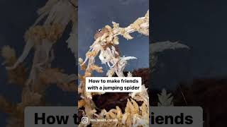 Download lagu How to Train your Jumping spider! mp3 Download lagu How to Train your Jumping spider! mp3