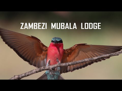 ZAMBEZI MUBALA LODGE IN CAPRIVI, NORTHERN NAMIBIA | ЗАМБЕЗИ МУБАЛА ЛОДЖ, КАПРИВИ, НАМИБИЯ