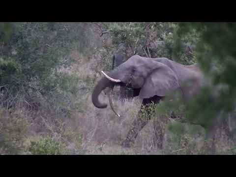 Djuma: Elephants-Fang (curved back right tusk) and her herd scattered about - 18:00 - 10/26/2022