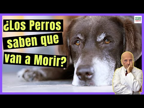 💔 ¿LOS PERROS SABEN QUE VAN A MORIR? 💔