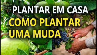 Como plantar uma muda de forma certa Plantar em Casa