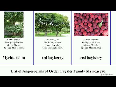 List of Angiosperms of Order Fagales Family Myricaceae morella bayberry southern sweet wax myrtle