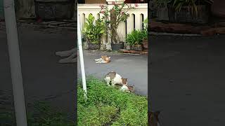 Download lagu tumbuh dan berkembang biak #cat #cats #kawin #kitten #kucing #kucinglucu #oyen mp3