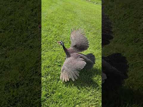 guinea fowl flying