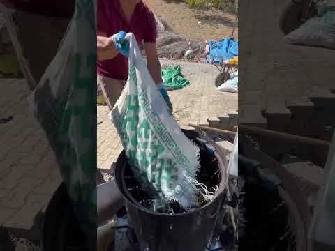 Maraş Cevizinin Kadıoğlu Ceviz Soyma Makinesi İle Soyulması
