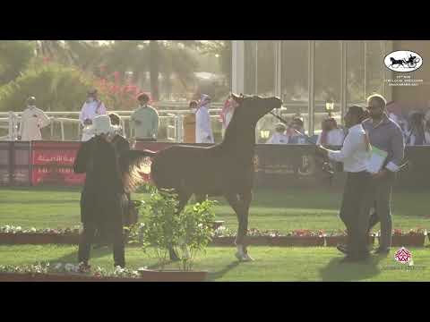 N 14 TL RNANAH   10th Arabian Horse Show for local Breeders in Saudi Arabia 2021   Filly Foals Class