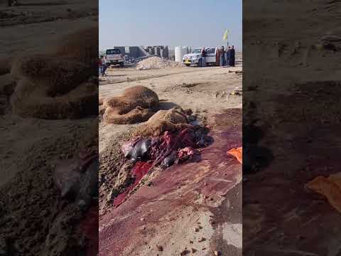 حادث على الطريق الدولي السريع في العراق محافظة الناصرية بعير٣٣