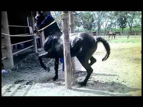 Lenin Ramirez-Un frisian llamado centenario "Corridos 2017"