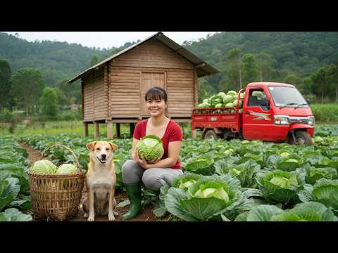 Harvesting Tons of Fresh Cabbages — 3-Wheeled Truck to Countryside Market Sell