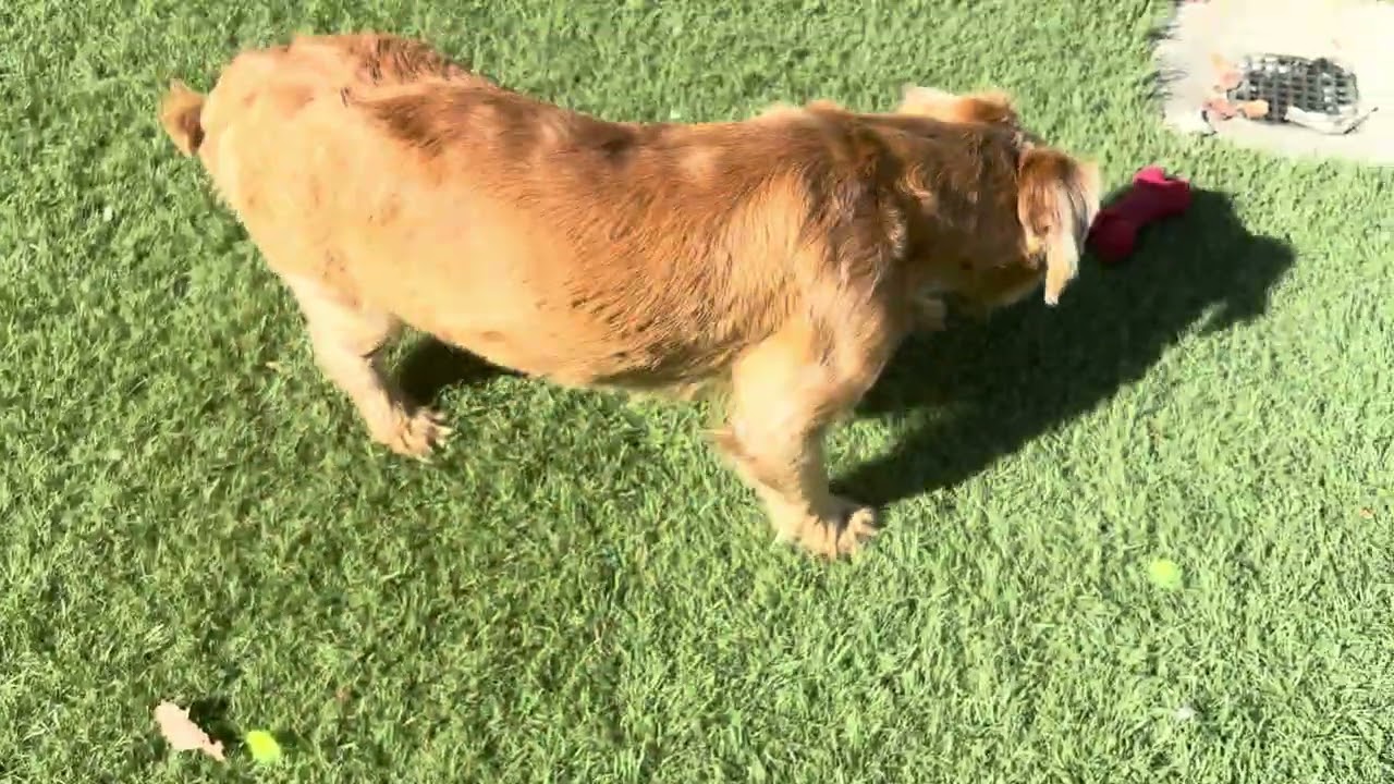 Enlarge Bubbles (Available Oct 5 ), a Adoptable mixed breed in Wasco, CA video 5/5