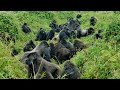 The Greatest Fights In The Animal Kingdom: Part 3 | BBC Earth