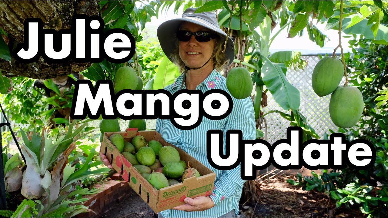 'Julie' Mango Update 2018