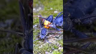 Download lagu Wasp vs Whip Scorpion - Who Will Survive? mp3 Download lagu Wasp vs Whip Scorpion - Who Will Survive? mp3
