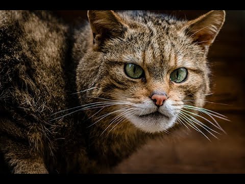 IAIN GLEN  -  the Scottish wild cat