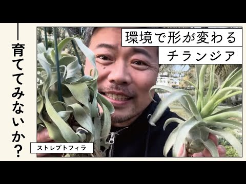 ケイパーブッシュ 植物