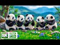 BABY ANIMALS 8K ULTRA HD – LITTLE ADVENTURES  ..
