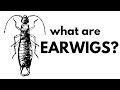 What are Earwigs?