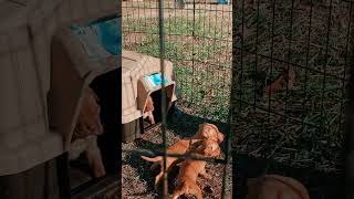 Podenco Andaluz Puppies Videos