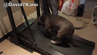DUKE the Amazing Pitbull | This DOG Loves to Run on the Treadmill | 289K Views