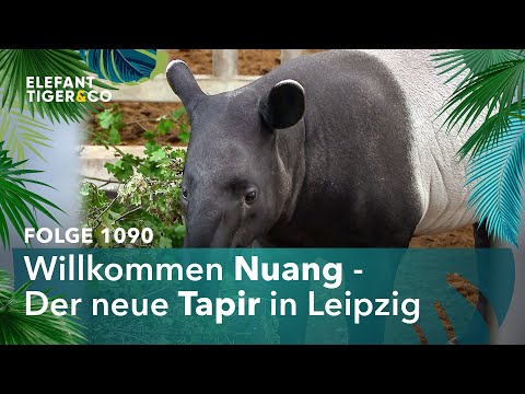 Neuer Tapir aus Dänemark im Zoo Leipzig (Folge 1090) | Elefant, Tiger & Co. | MDR