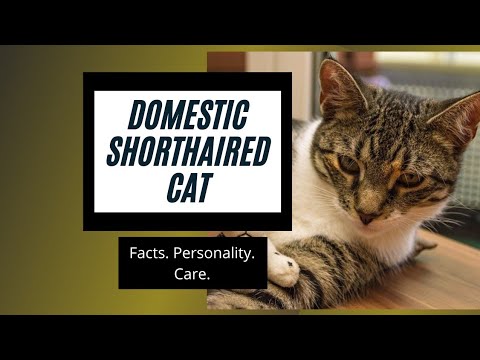 Domestic Shorthair Cat- Details and Facts
