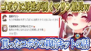 ゴボウに母性が湧くマリン船長ｗｗｗ、ニコたんからもらったゴボウの栽培キットの話【宝鐘マリン/ホロライブ切り抜き】