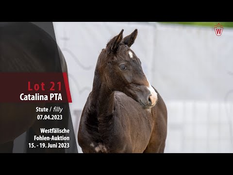 Fohlen-Auktion Lot 21 Catalina PTA Stute v. Charmeur Blanc - Codec