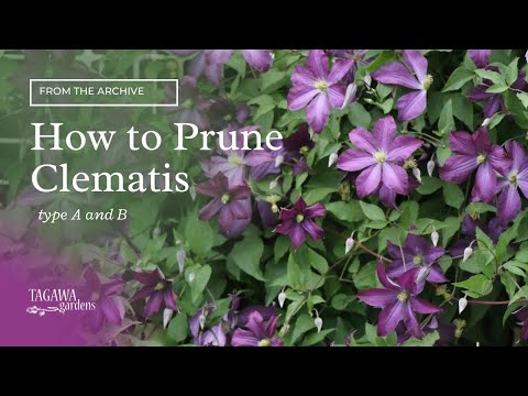 , title : 'How to Prune Clematis Vines'