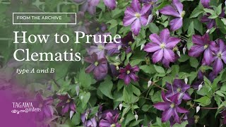How to Prune Clematis Vines