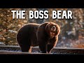 The Bear That Stands On Business