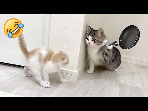 Essayer de ne pas rire les animaux les plus drôles 2025 partie 2