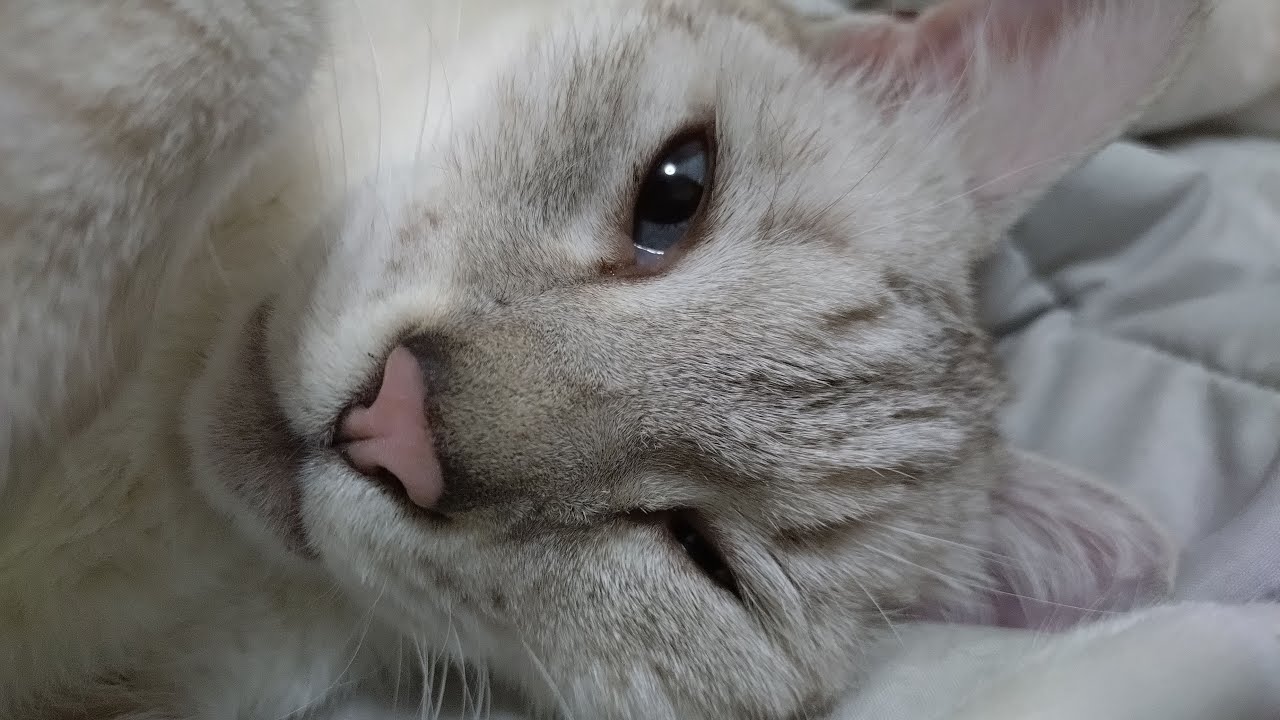 猫と家族の日常ライブ久しぶりの生配信26.3.15.13時