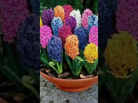 Phoolon Ki Tarah Chehre gazal flowers post video like subscriber channel 🌹