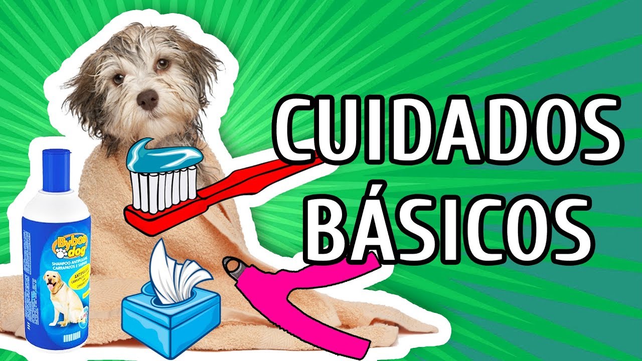 CUIDADOS ESSENCIAIS COM A HIGIENE DO SEU CÃO