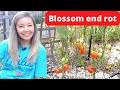 Blossom end rot (and how we stopped it)