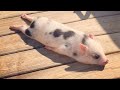 Funniest Animal Videos That Will Definitely Brighten Your Day😍
