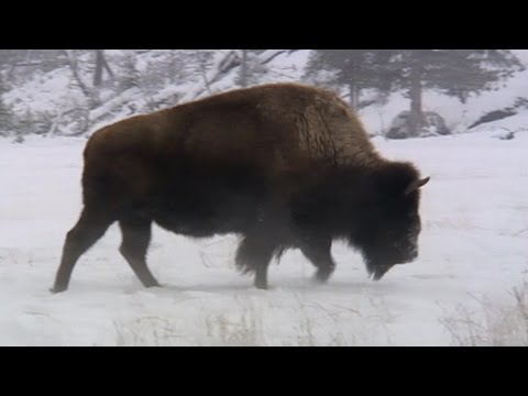 Schulfilm: 360° - die GEO-Reportage - Die Bisonwächter  (Vorschau)